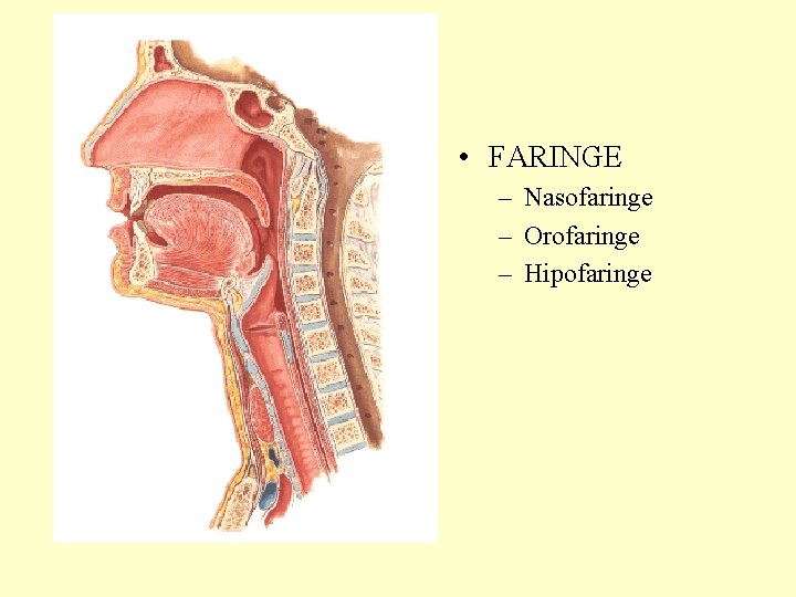  • FARINGE – Nasofaringe – Orofaringe – Hipofaringe 