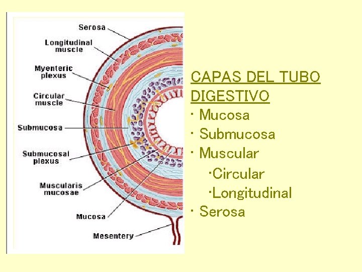 CAPAS DEL TUBO DIGESTIVO • Mucosa • Submucosa • Muscular • Circular • Longitudinal