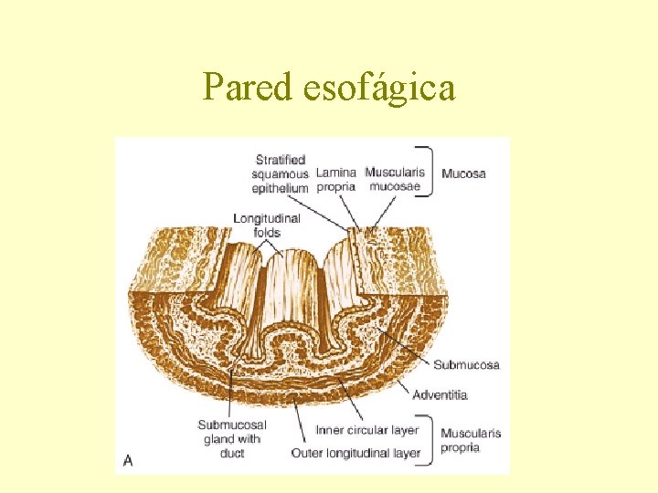 Pared esofágica 