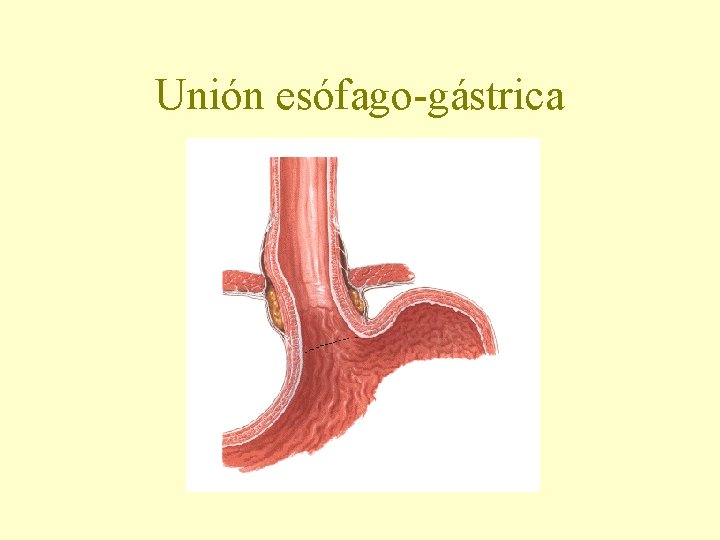 Unión esófago-gástrica 