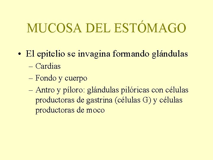 MUCOSA DEL ESTÓMAGO • El epitelio se invagina formando glándulas – Cardias – Fondo