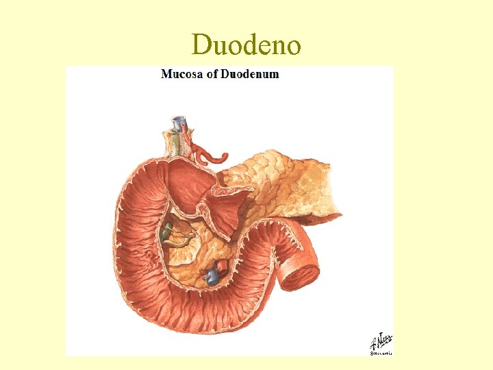 Duodeno 