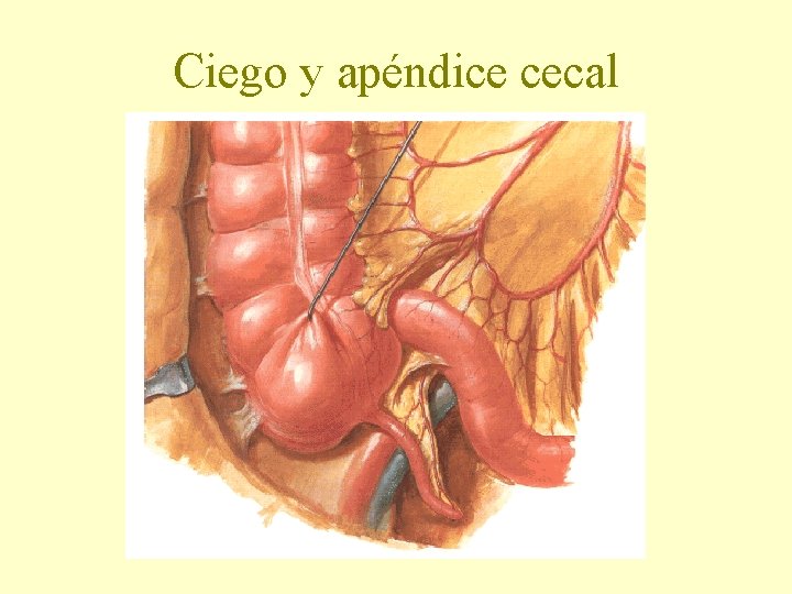 Ciego y apéndice cecal 