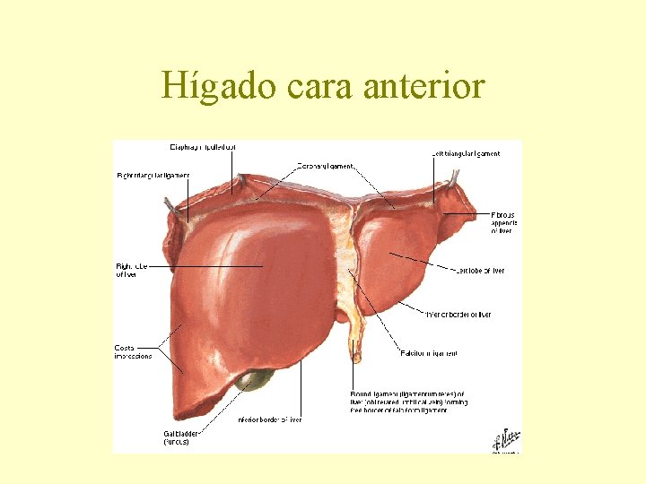 Hígado cara anterior 