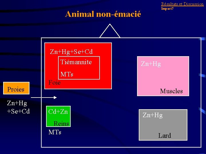 Résultats et Discussion Impact? Animal non-émacié Zn+Hg+Se+Cd Tiémannite Proies Zn+Hg +Se+Cd Zn+Hg MTs Foie