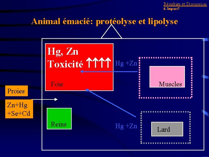 Résultats et Discussion 6. Impact? Animal émacié: protéolyse et lipolyse Hg, Zn Toxicité Proies