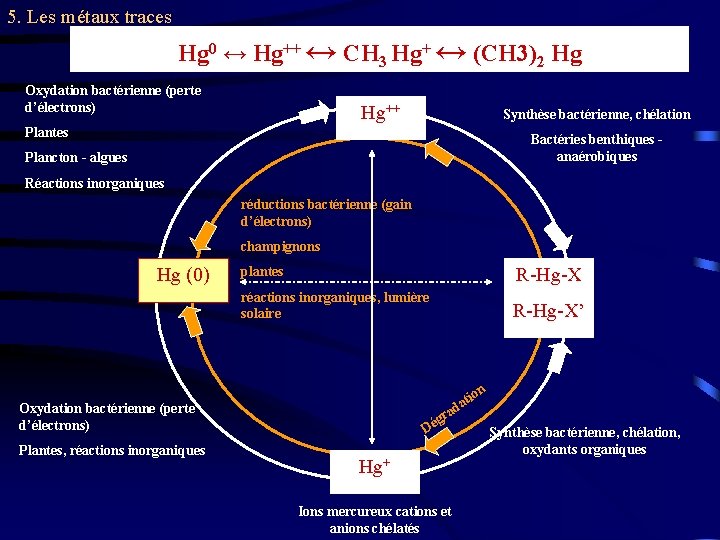 5. Les métaux traces Hg 0 ↔ Hg++ ↔ CH 3 Hg+ ↔ (CH