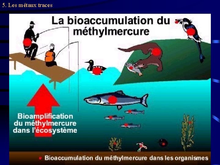 5. Les métaux traces 