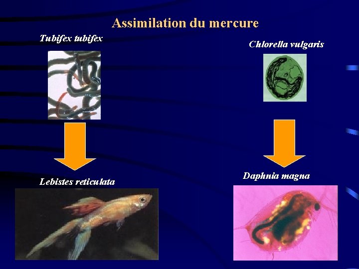 Assimilation du mercure Tubifex tubifex Lebistes reticulata Chlorella vulgaris Daphnia magna 