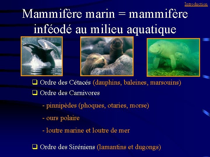 Introduction Mammifère marin = mammifère inféodé au milieu aquatique q Ordre des Cétacés (dauphins,