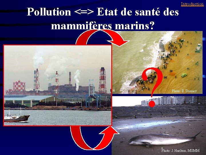 Pollution <=> Etat de santé des mammifères marins? ? Introduction Photo: E. Donnay Photo: