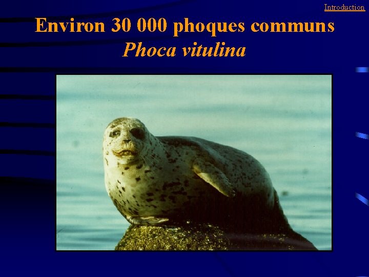 Introduction Environ 30 000 phoques communs Phoca vitulina 