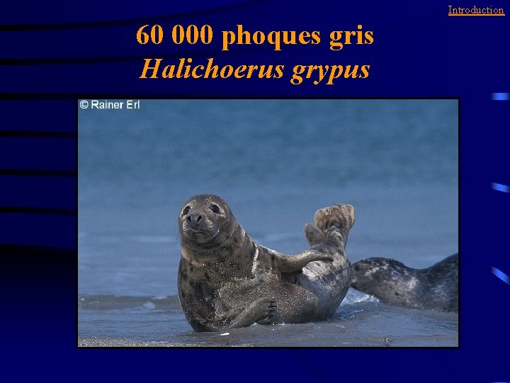 Introduction 60 000 phoques gris Halichoerus grypus 