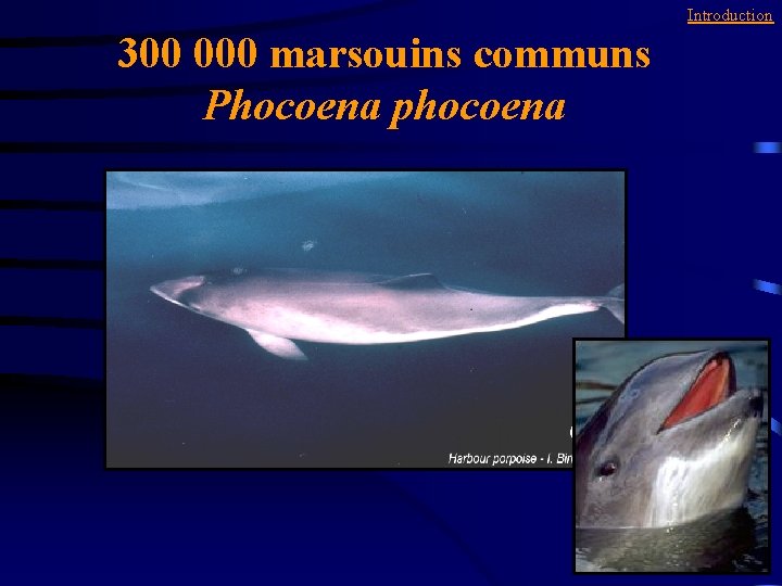 Introduction 300 000 marsouins communs Phocoena phocoena 