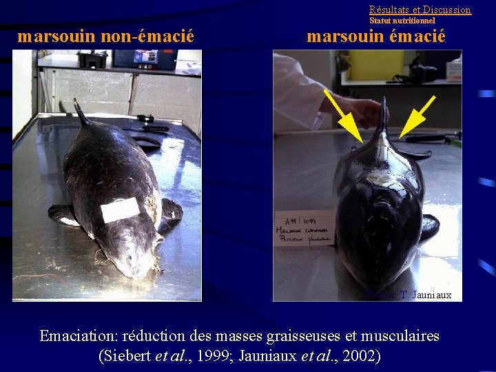 Résultats et Discussion marsouin non-émacié Statut nutritionnel marsouin émacié Photos: T. Jauniaux Emaciation: réduction