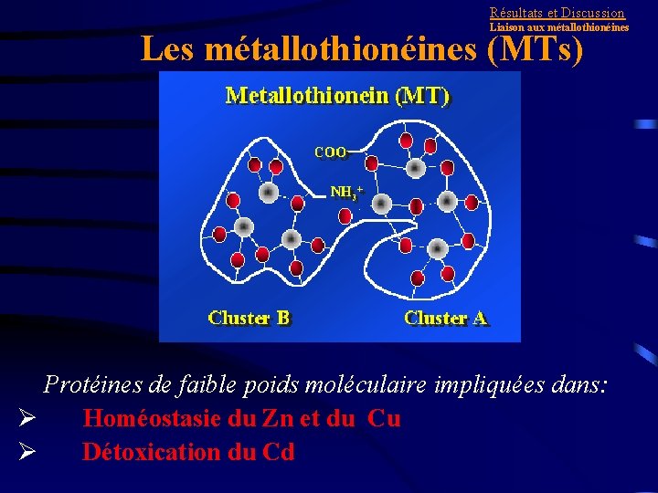 Résultats et Discussion Liaison aux métallothionéines Les métallothionéines (MTs) Protéines de faible poids moléculaire