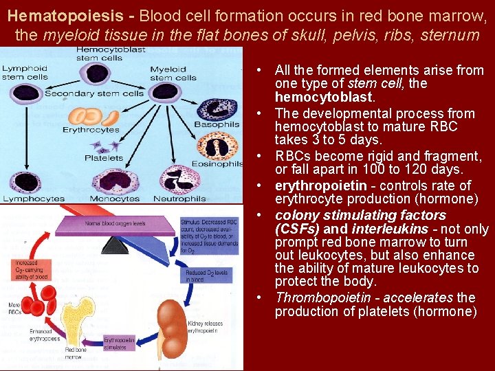 Hematopoiesis - Blood cell formation occurs in red bone marrow, the myeloid tissue in