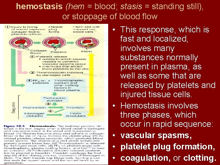 hemostasis (hem = blood; stasis = standing still), or stoppage of blood flow •