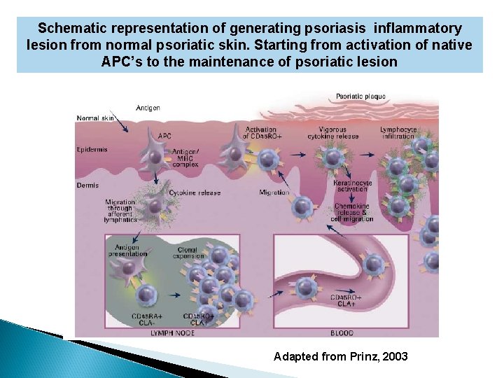 Schematic representation of generating psoriasis inflammatory lesion from normal psoriatic skin. Starting from activation Schematic representation of generating psoriasis inflammatory lesion from normal psoriatic skin. Starting from activation