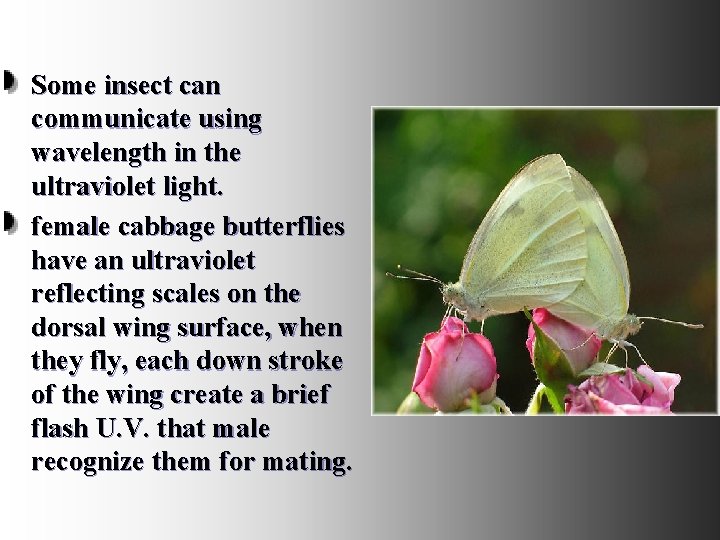 Some insect can communicate using wavelength in the ultraviolet light. female cabbage butterflies have