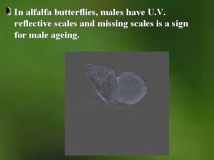 In alfalfa butterflies, males have U. V. reflective scales and missing scales is a