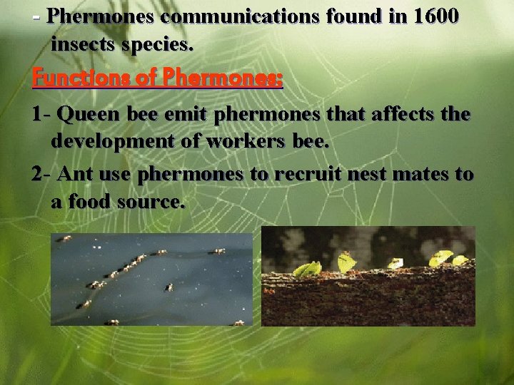 - Phermones communications found in 1600 insects species. Functions of Phermones: 1 - Queen