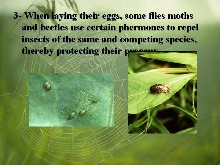 3 - When laying their eggs, some flies moths and beetles use certain phermones