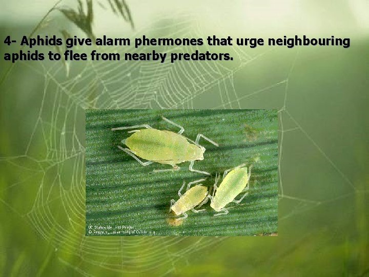 4 - Aphids give alarm phermones that urge neighbouring aphids to flee from nearby