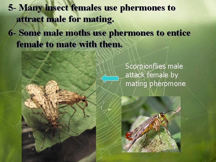 5 - Many insect females use phermones to attract male for mating. 6 -