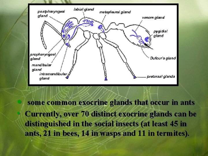  • some common exocrine glands that occur in ants • Currently, over 70