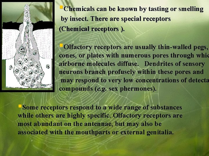 §Chemicals can be known by tasting or smelling by insect. There are special receptors