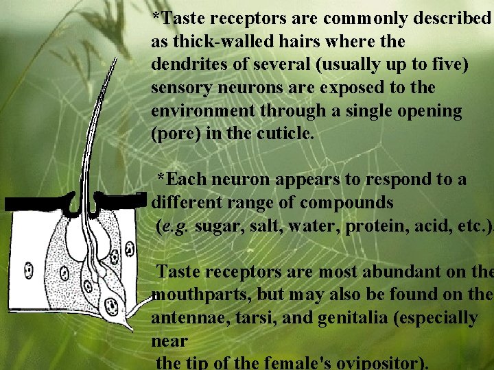 *Taste receptors are commonly described as thick-walled hairs where the dendrites of several (usually