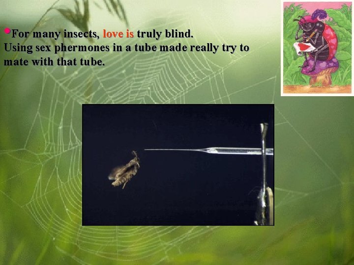  • For many insects, love is truly blind. Using sex phermones in a