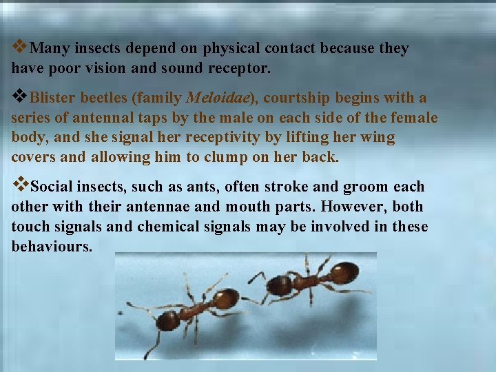 v. Many insects depend on physical contact because they have poor vision and sound