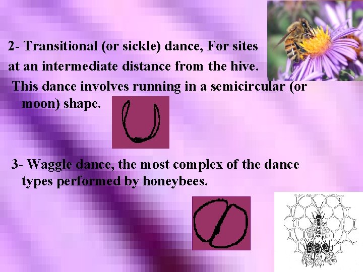 2 - Transitional (or sickle) dance, For sites at an intermediate distance from the