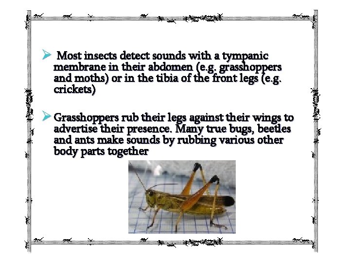 Ø Most insects detect sounds with a tympanic membrane in their abdomen (e. g.