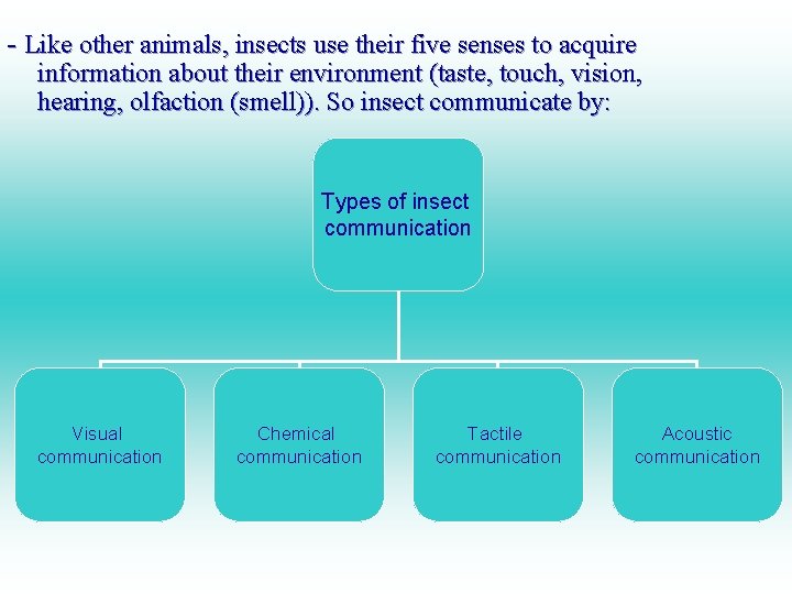 - Like other animals, insects use their five senses to acquire information about their