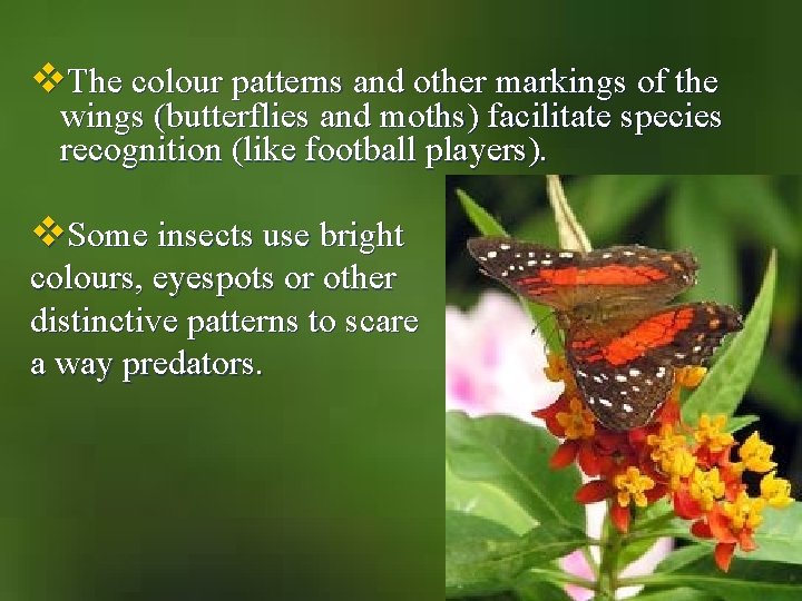 v. The colour patterns and other markings of the wings (butterflies and moths) facilitate