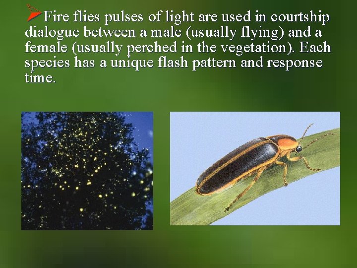 ØFire flies pulses of light are used in courtship dialogue between a male (usually