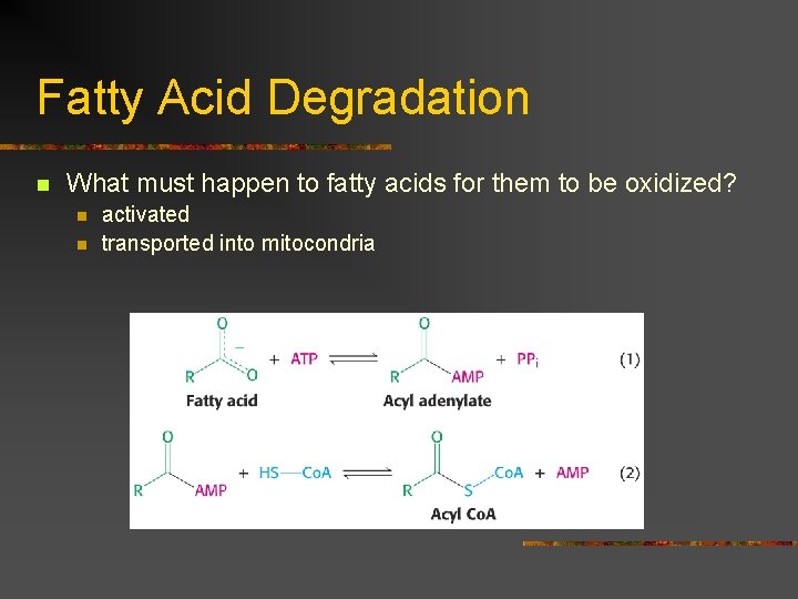 Fatty Acid Degradation n What must happen to fatty acids for them to be