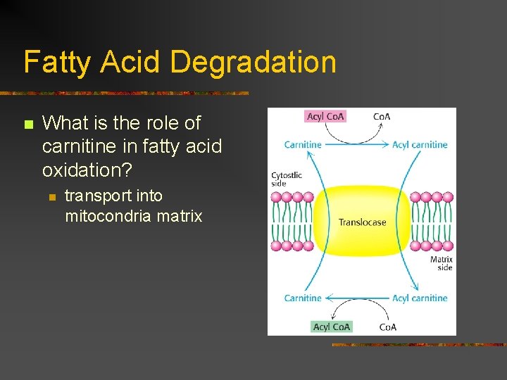 Fatty Acid Degradation n What is the role of carnitine in fatty acid oxidation?