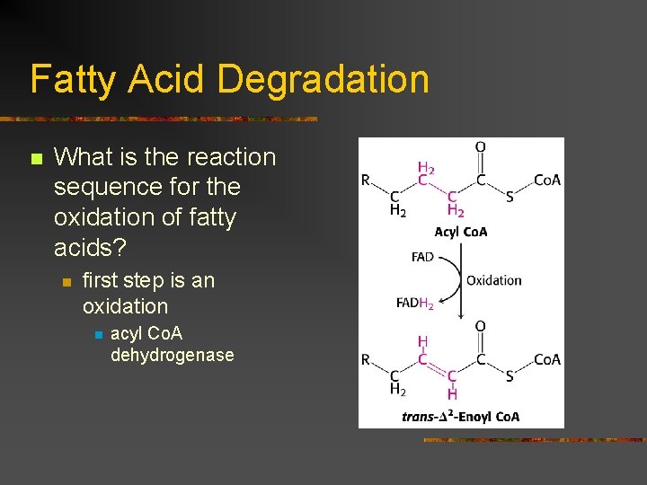 Fatty Acid Degradation n What is the reaction sequence for the oxidation of fatty