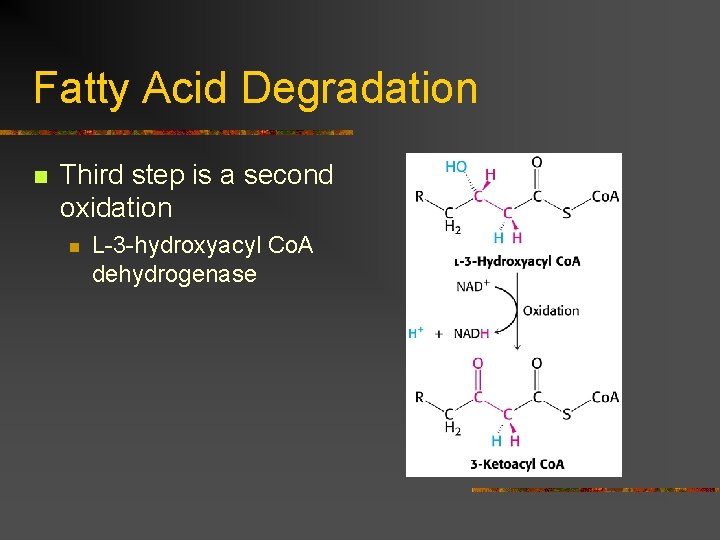 Fatty Acid Degradation n Third step is a second oxidation n L-3 -hydroxyacyl Co.