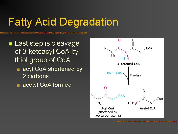 Fatty Acid Degradation n Last step is cleavage of 3 -ketoacyl Co. A by