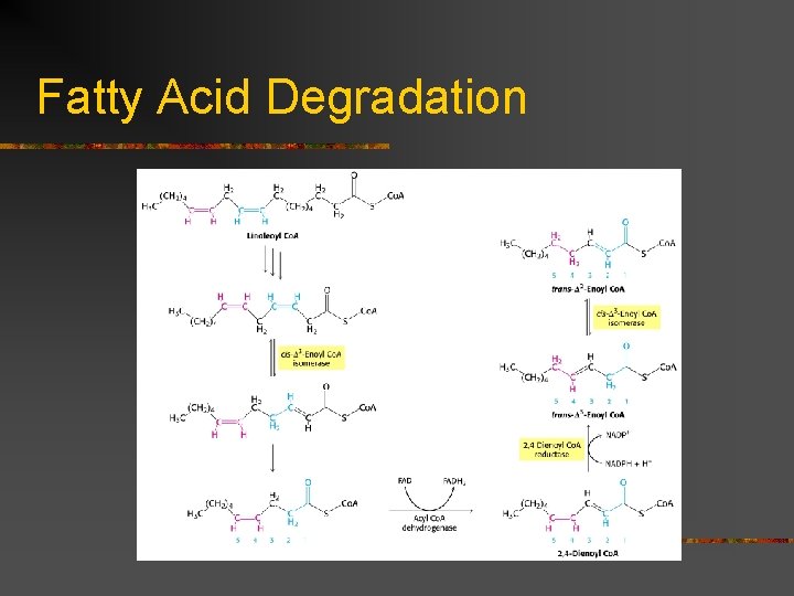 Fatty Acid Degradation 