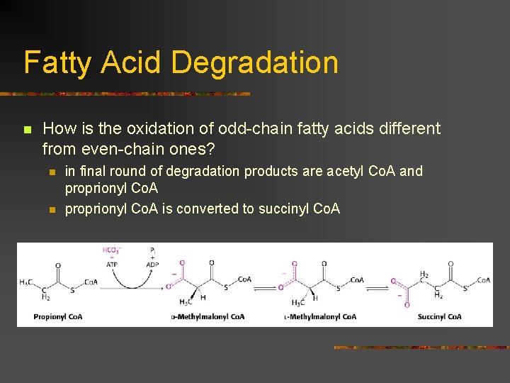 Fatty Acid Degradation n How is the oxidation of odd-chain fatty acids different from