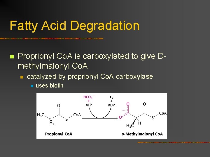 Fatty Acid Degradation n Proprionyl Co. A is carboxylated to give Dmethylmalonyl Co. A