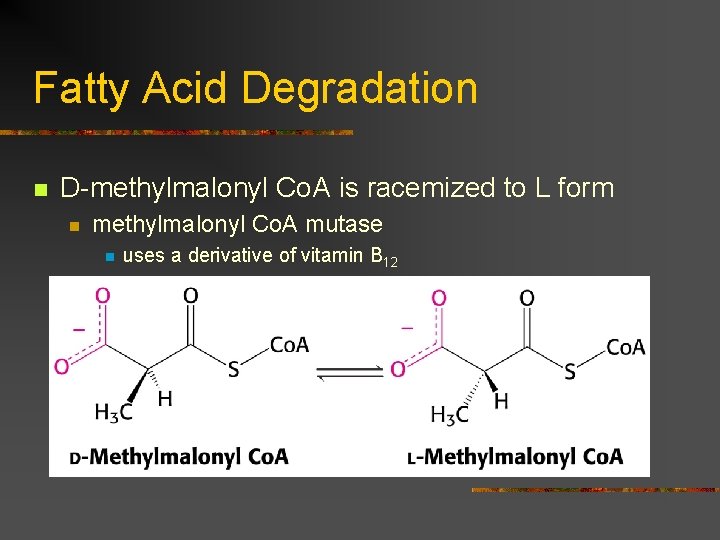 Fatty Acid Degradation n D-methylmalonyl Co. A is racemized to L form n methylmalonyl