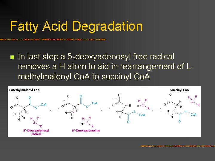 Fatty Acid Degradation n In last step a 5 -deoxyadenosyl free radical removes a