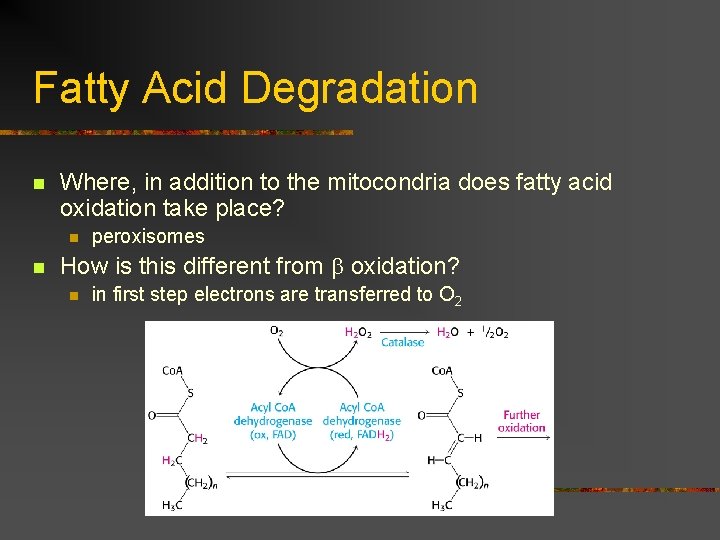 Fatty Acid Degradation n Where, in addition to the mitocondria does fatty acid oxidation